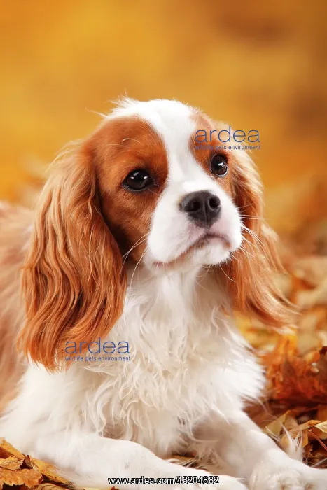 : Cavalier King Charles Spaniel, male, Blenheim, white-brown : Cavalier King Charles Spaniel, male, Blenheim, white-brown