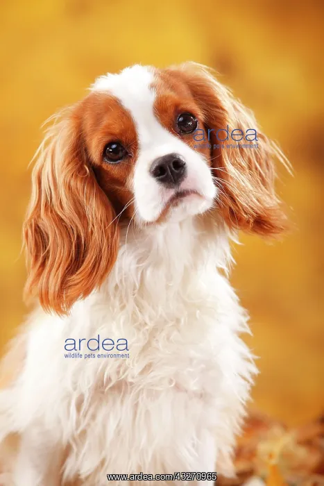 : Cavalier King Charles Spaniel, male, Blenheim, white-brown : Cavalier King Charles Spaniel, male, Blenheim, white-brown
