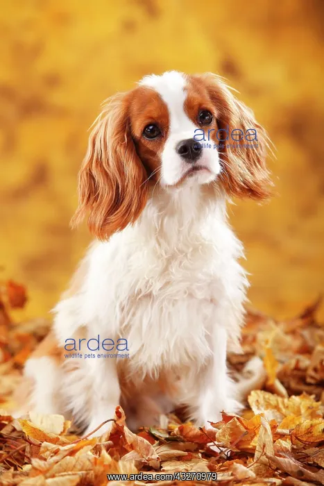 : Cavalier King Charles Spaniel, male, Blenheim, white-brown : Cavalier King Charles Spaniel, male, Blenheim, white-brown
