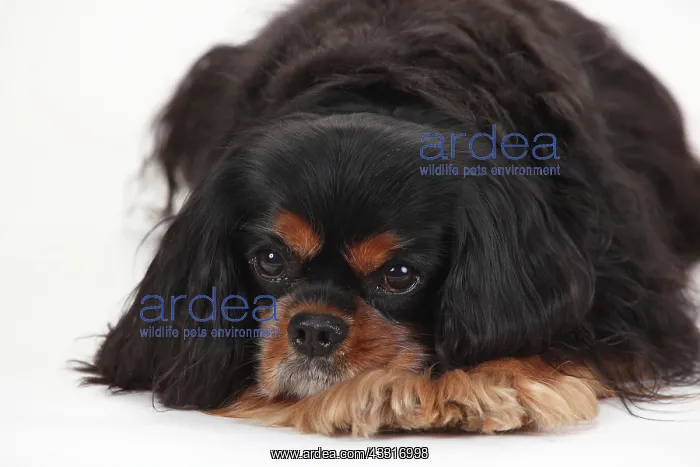 : Cavalier King Charles Spaniel, male, black-and-tan : Cavalier King Charles Spaniel, male, black-and-tan