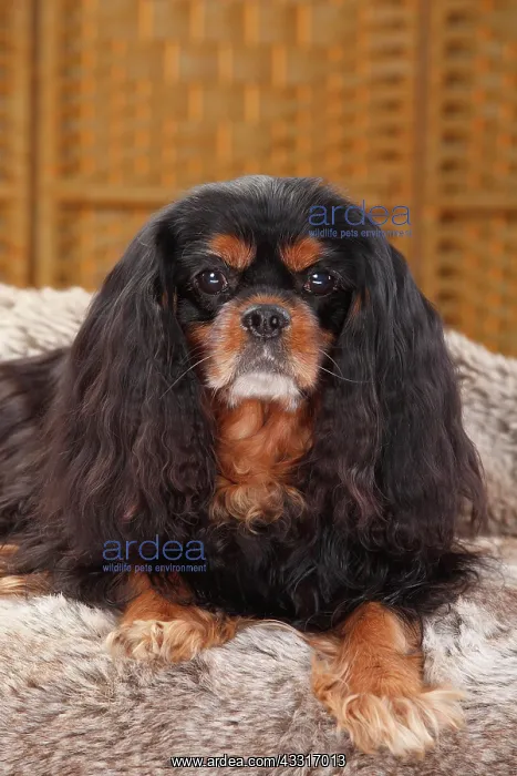 : Cavalier King Charles Spaniel, male, black-and-tan : Cavalier King Charles Spaniel, male, black-and-tan