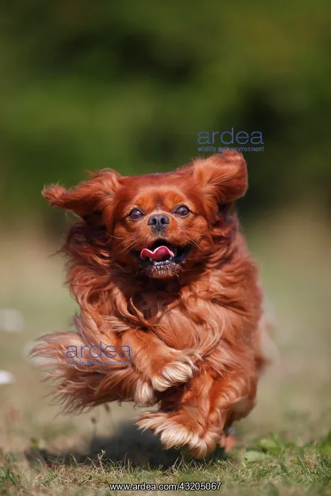 : Cavalier-King-Charles-Spaniel, male, ruby, running : Cavalier-King-Charles-Spaniel, male, ruby, running