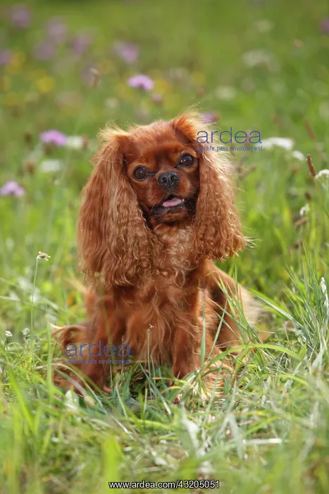  : Cavalier-King-Charles-Spaniel, male, ruby, sitting