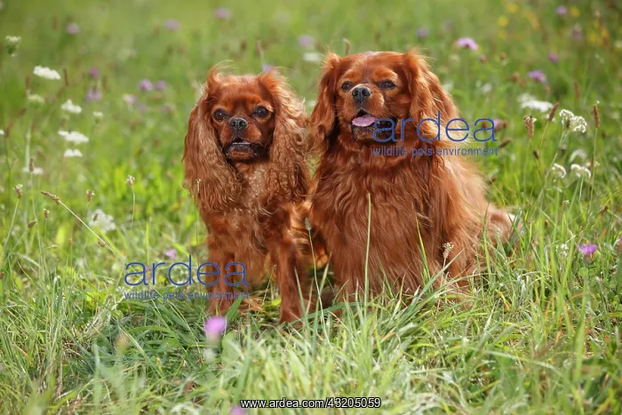 : Cavalier-King-Charles-Spaniel, two males, ruby : Cavalier-King-Charles-Spaniel, two males, ruby