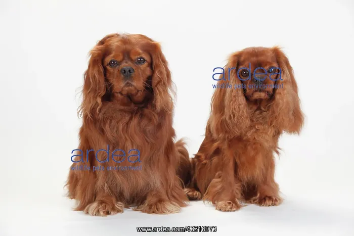  : Cavalier King Charles Spaniel, two males, ruby