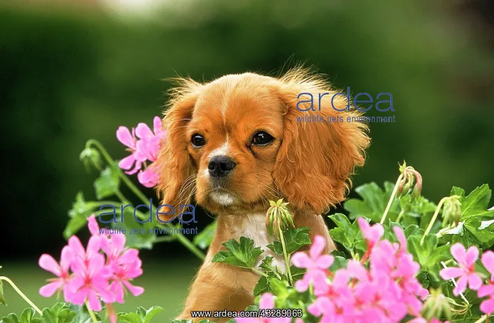 : Cavalier King Charles Spaniel, Pup and Geranium : Cavalier King Charles Spaniel, Pup and Geranium