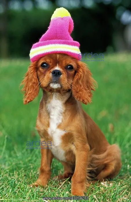 : CAVALIER KING CHARLES SPANIEL, PUP READY TO WINTER : CAVALIER KING CHARLES SPANIEL, PUP READY TO WINTER