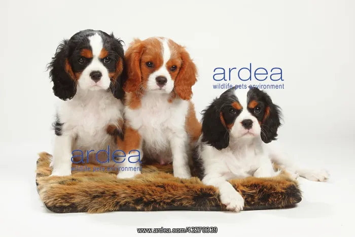 : Cavalier King Charles Spaniel, puppies, 10 weeks : Cavalier King Charles Spaniel, puppies, 10 weeks