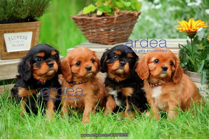 : Cavalier King Charles Spaniel, four puppies, black-and-tan : Cavalier King Charles Spaniel, four puppies, black-and-tan