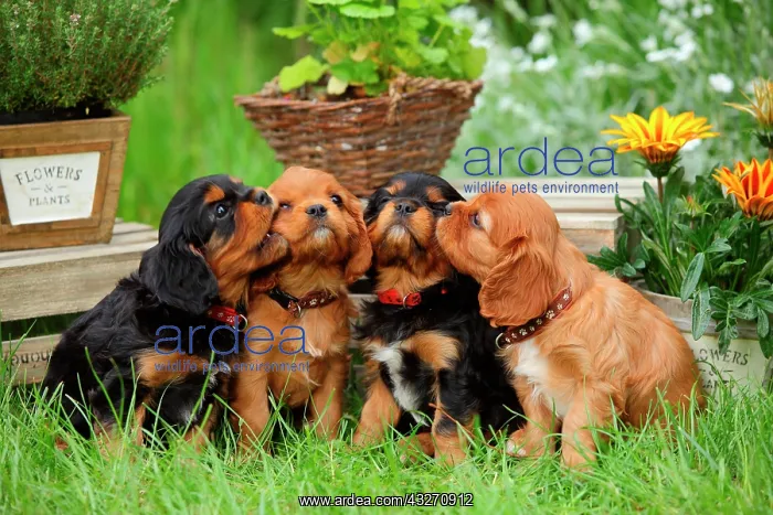 : Cavalier King Charles Spaniel, four puppies, black-and-tan : Cavalier King Charles Spaniel, four puppies, black-and-tan