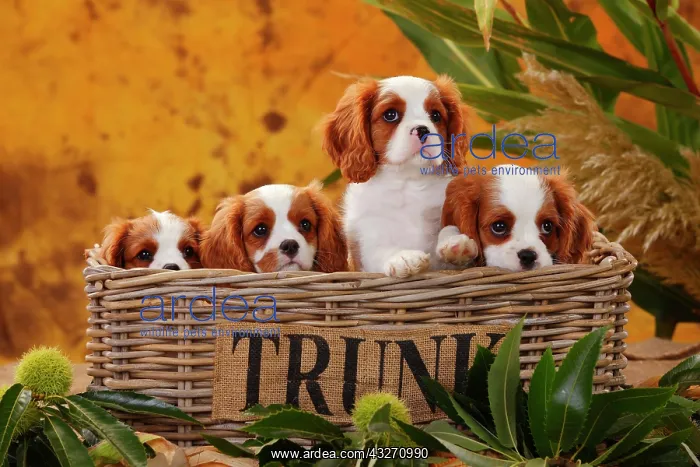 : Cavalier King Charles Spaniel, four puppies in a : Cavalier King Charles Spaniel, four puppies in a