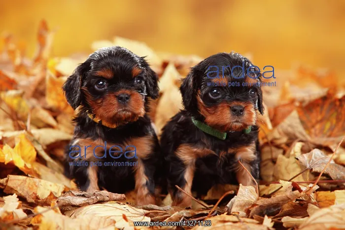 : Cavalier King Charles Spaniel, two puppies, black-and-tan : Cavalier King Charles Spaniel, two puppies, black-and-tan