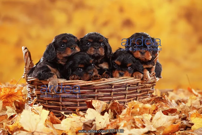 : Cavalier King Charles Spaniel, puppies, black-and-tan : Cavalier King Charles Spaniel, puppies, black-and-tan