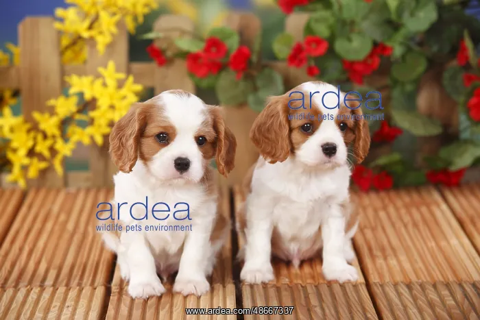  : Cavalier King Charles Spaniel, puppies, Blenheim, 6 weeks