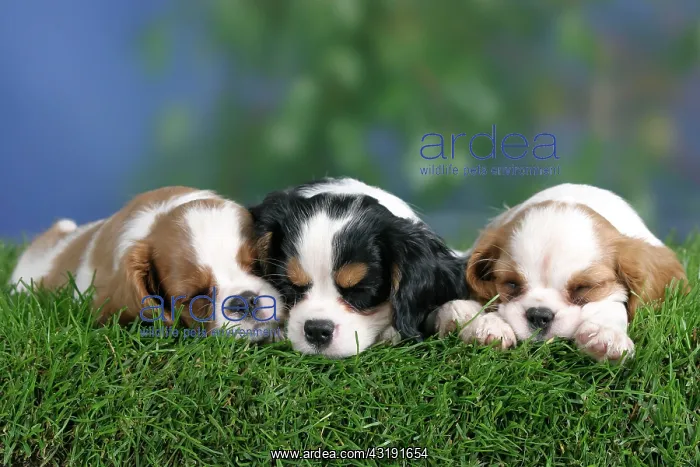 : Cavalier King Charles Spaniel puppies, 8 weeks : Cavalier King Charles Spaniel puppies, 8 weeks