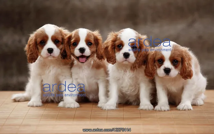 : Cavalier King Charles Spaniel, four puppies, Blenheim : Cavalier King Charles Spaniel, four puppies, Blenheim