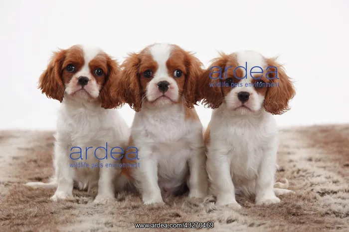 : Cavalier King Charles Spaniel, three puppies, Blenheim : Cavalier King Charles Spaniel, three puppies, Blenheim