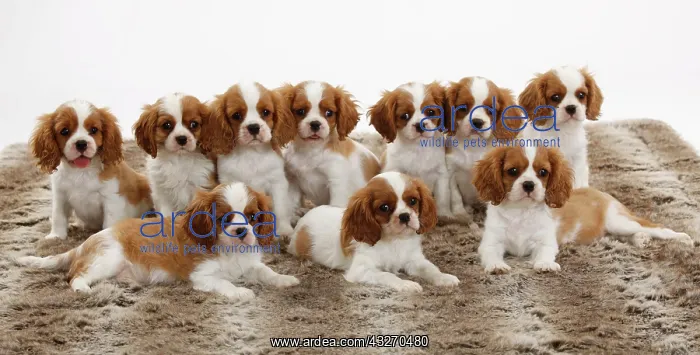 : Cavalier King Charles Spaniel, ten puppies, Blenheim : Cavalier King Charles Spaniel, ten puppies, Blenheim