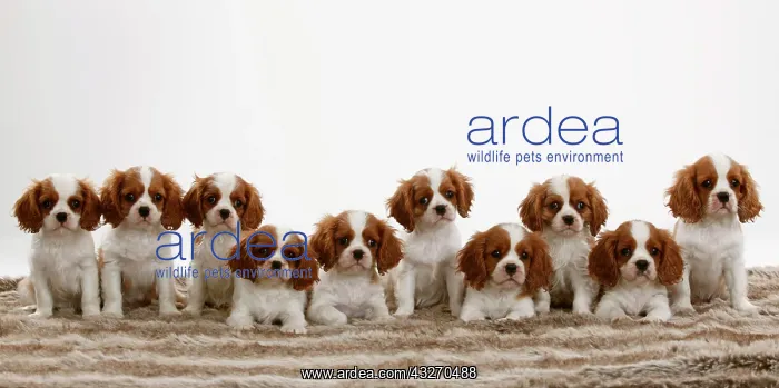 : Cavalier King Charles Spaniel, ten puppies, Blenheim : Cavalier King Charles Spaniel, ten puppies, Blenheim