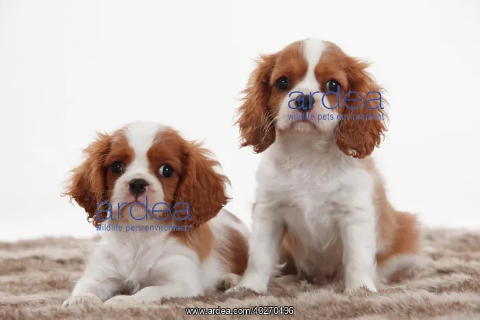 : Cavalier King Charles Spaniel, two puppies, Blenheim : Cavalier King Charles Spaniel, two puppies, Blenheim
