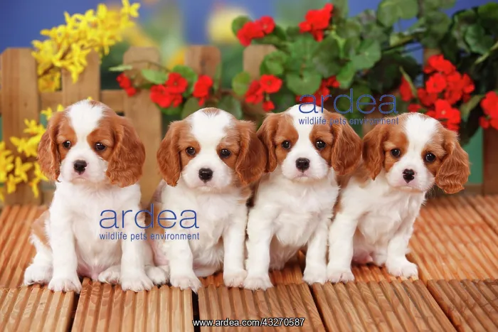 : Cavalier King Charles Spaniel, puppies, Blenheim : Cavalier King Charles Spaniel, puppies, Blenheim