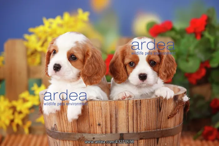: Cavalier King Charles Spaniel, two puppies, Blenheim : Cavalier King Charles Spaniel, two puppies, Blenheim