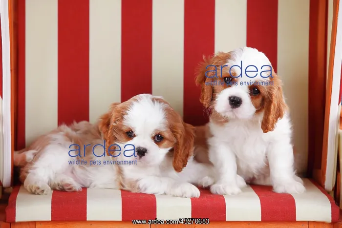 : Cavalier King Charles Spaniel, two puppies, Blenheim : Cavalier King Charles Spaniel, two puppies, Blenheim