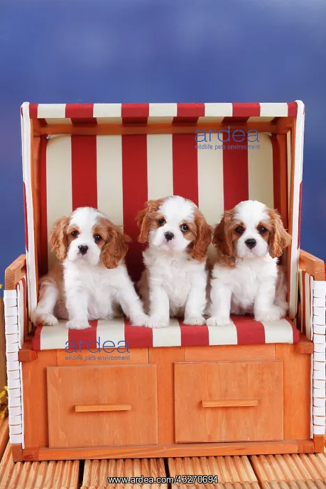 : Cavalier King Charles Spaniel, three puppies, Blenheim : Cavalier King Charles Spaniel, three puppies, Blenheim