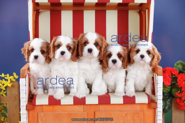 : Cavalier King Charles Spaniel, puppies, Blenheim : Cavalier King Charles Spaniel, puppies, Blenheim
