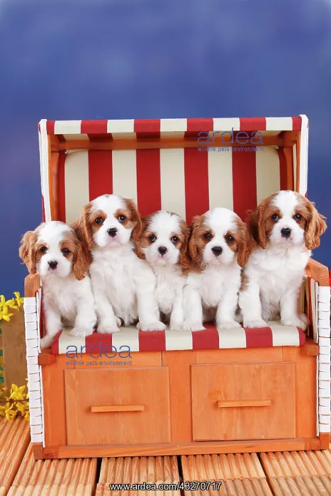 : Cavalier King Charles Spaniel, puppies, Blenheim : Cavalier King Charles Spaniel, puppies, Blenheim