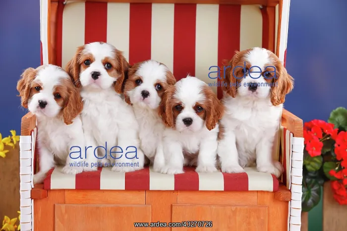 : Cavalier King Charles Spaniel, puppies, Blenheim : Cavalier King Charles Spaniel, puppies, Blenheim