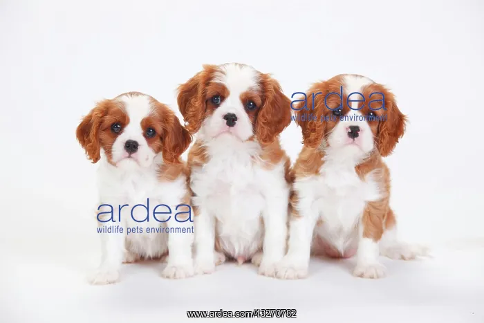 : Cavalier King Charles Spaniel, puppies, Blenheim : Cavalier King Charles Spaniel, puppies, Blenheim
