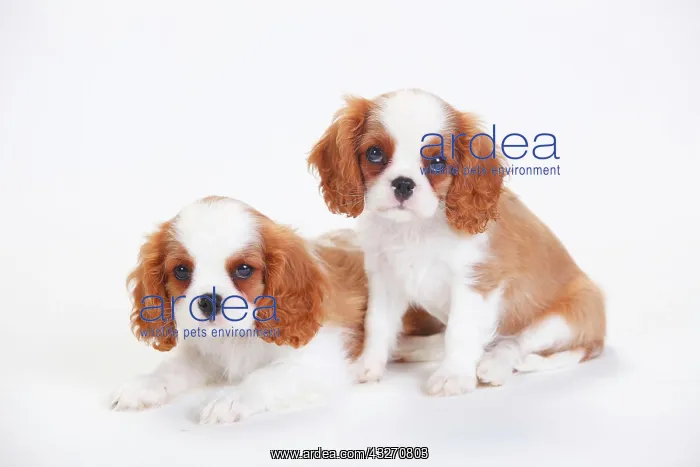 : Cavalier King Charles Spaniel, puppies, Blenheim : Cavalier King Charles Spaniel, puppies, Blenheim