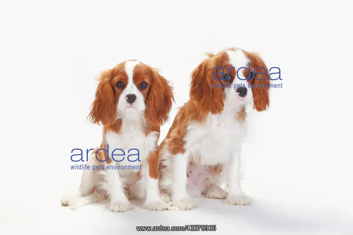  : Cavalier King Charles Spaniel, puppies, Blenheim