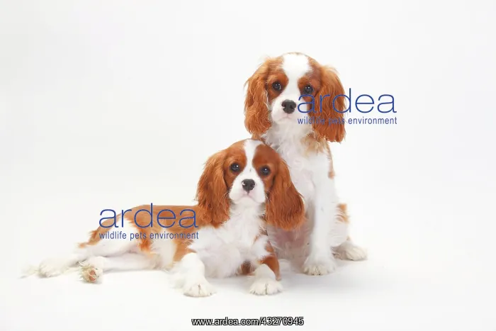 : Cavalier King Charles Spaniel, puppies, Blenheim : Cavalier King Charles Spaniel, puppies, Blenheim
