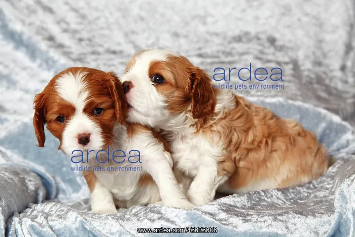  : Cavalier King Charles Spaniel, Puppies, Blenheim