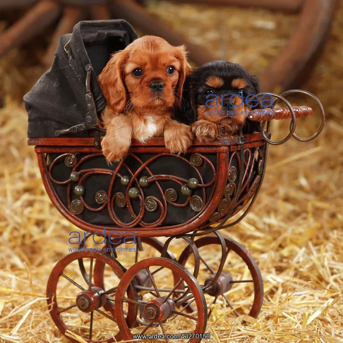 : Cavalier King Charles Spaniel, two puppies, ruby : Cavalier King Charles Spaniel, two puppies, ruby