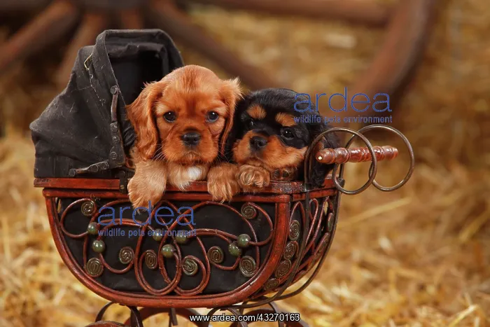 : Cavalier King Charles Spaniel, two puppies, ruby : Cavalier King Charles Spaniel, two puppies, ruby