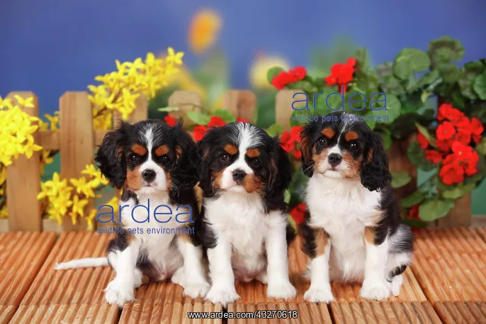 : Cavalier King Charles Spaniel, three puppies sitting : Cavalier King Charles Spaniel, three puppies sitting
