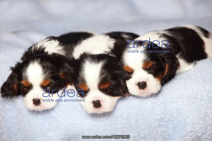 : Cavalier King Charles Spaniel, puppies, tricolour : Cavalier King Charles Spaniel, puppies, tricolour