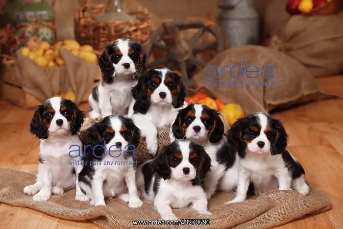 : Cavalier King Charles Spaniel, six puppies, tricolour : Cavalier King Charles Spaniel, six puppies, tricolour