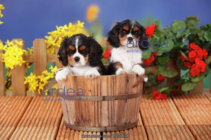 : Cavalier King Charles Spaniel, two puppies, tricolour : Cavalier King Charles Spaniel, two puppies, tricolour