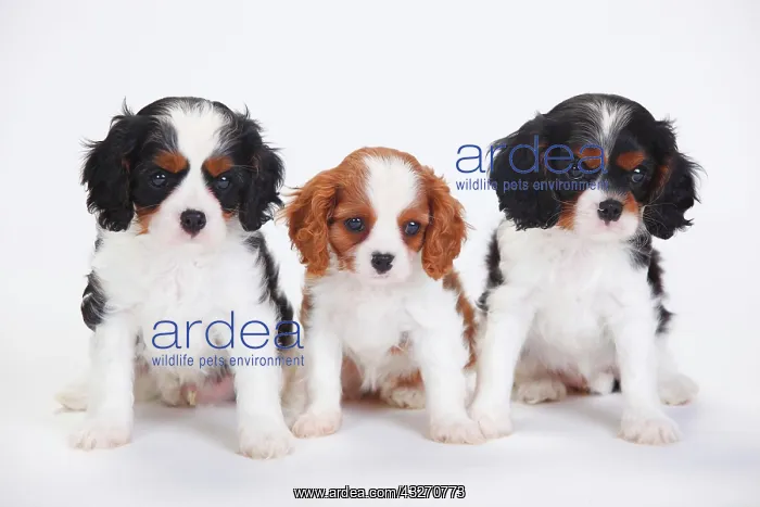 : Cavalier King Charles Spaniel, puppies, tricolour : Cavalier King Charles Spaniel, puppies, tricolour
