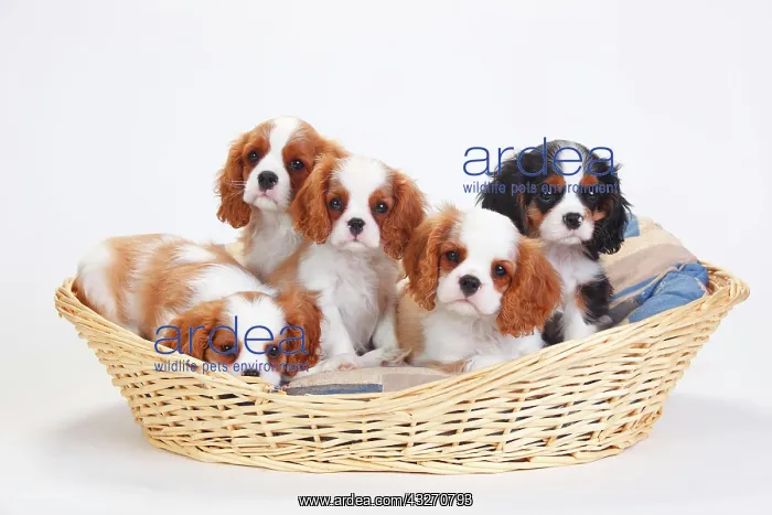 : Cavalier King Charles Spaniel, puppies, tricolour : Cavalier King Charles Spaniel, puppies, tricolour