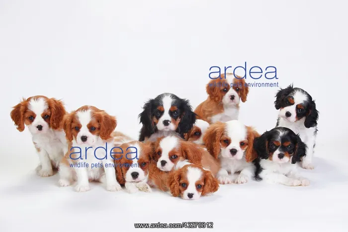 : Cavalier King Charles Spaniel, puppies, tricolour : Cavalier King Charles Spaniel, puppies, tricolour