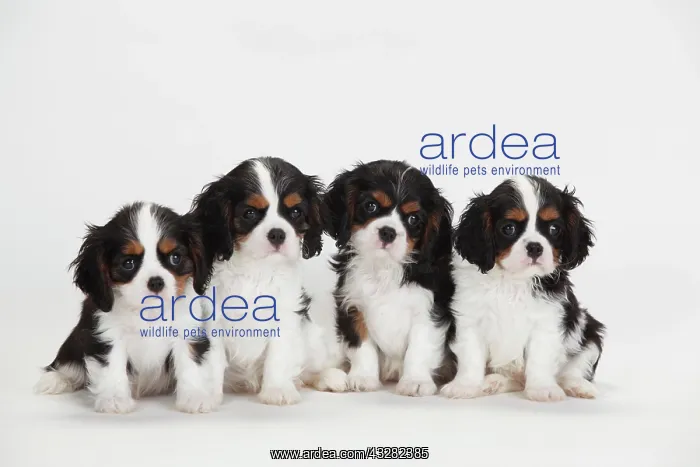 : Cavalier King Charles Spaniel, puppies, tricolour : Cavalier King Charles Spaniel, puppies, tricolour