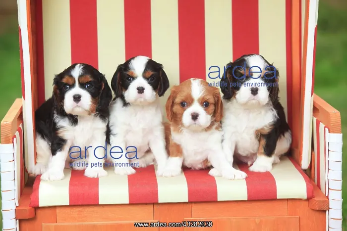 : Cavalier King Charles Spaniel, four puppies, tricolour : Cavalier King Charles Spaniel, four puppies, tricolour