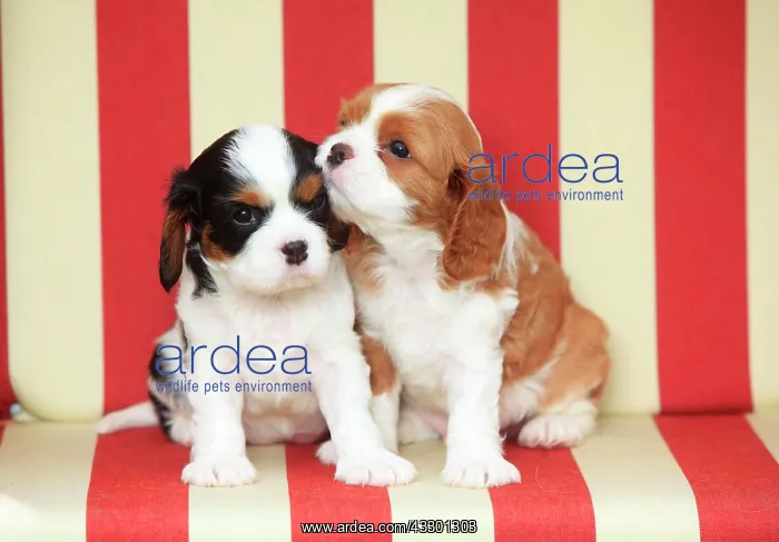 : Cavalier King Charles Spaniel, two puppies, tricolour : Cavalier King Charles Spaniel, two puppies, tricolour