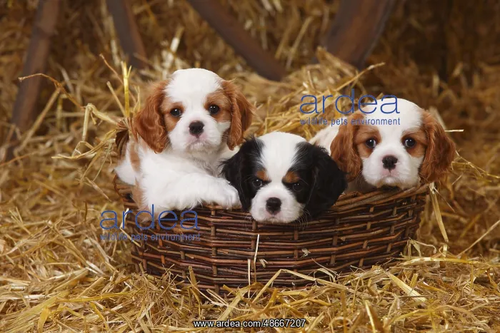 : Cavalier King Charles Spaniel, puppies, tricolour and : Cavalier King Charles Spaniel, puppies, tricolour and