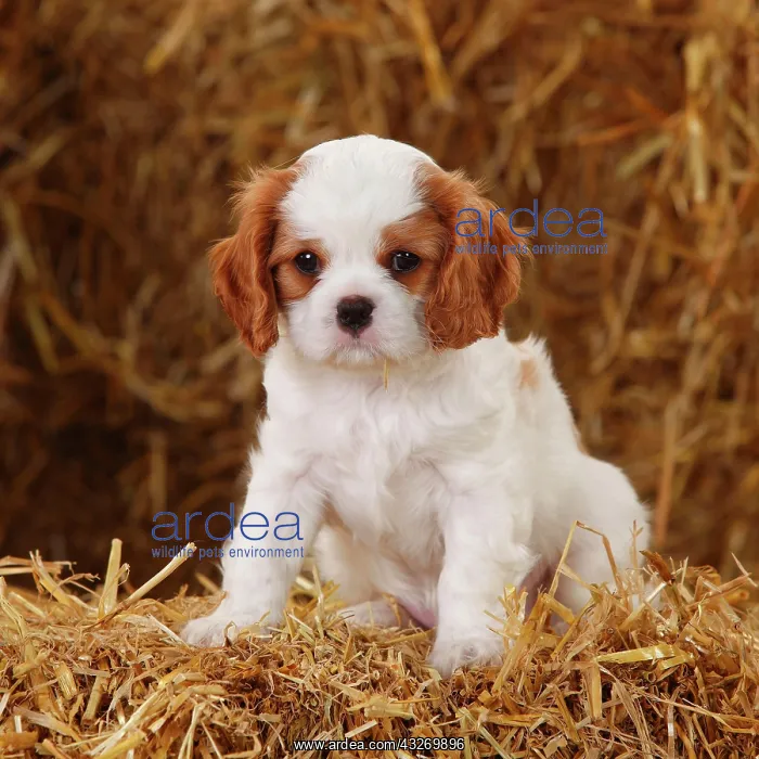 : Cavalier King Charles Spaniel, puppy, Blenheim white-brown : Cavalier King Charles Spaniel, puppy, Blenheim white-brown